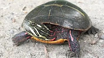 Turtle Tour♿
