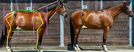 Equine Conformation and Movement Practical Day