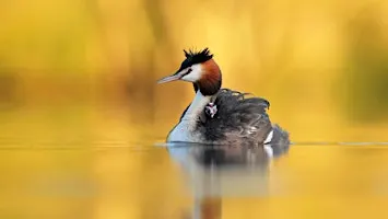 The Joy of Bird Photography with Robin Lowry - CPS 26 Talks