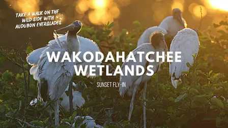 Sunset Fly-in at Wakodahatchee Wetlands