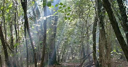 Deepen Your Nature Connection, Woods Mill (100337035)