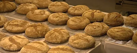 Sourdough Bread Workshop