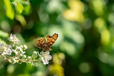 Wildlife & Wellbeing Walks at Shillingford Organics