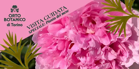 VISITA GUIDATA ORTO BOTANICO DI TORINO La pianta del mese