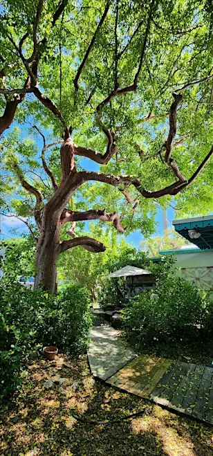 Florida-Friendly Landscaping™: Planting Trees for the Suncoast