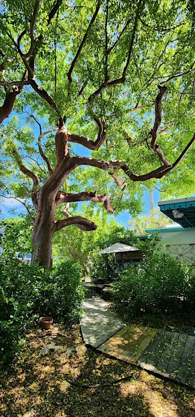 Florida-Friendly Landscaping™: Planting Trees for the Suncoast