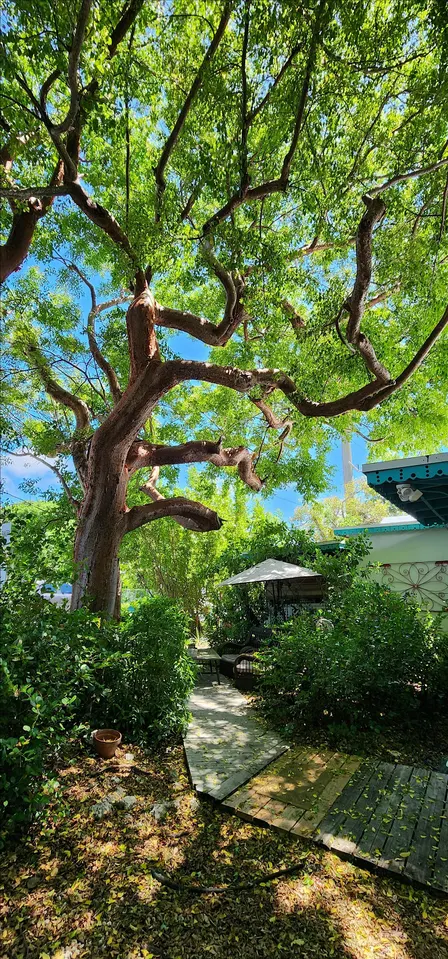 Florida-Friendly Landscaping™: Planting Trees for the Suncoast