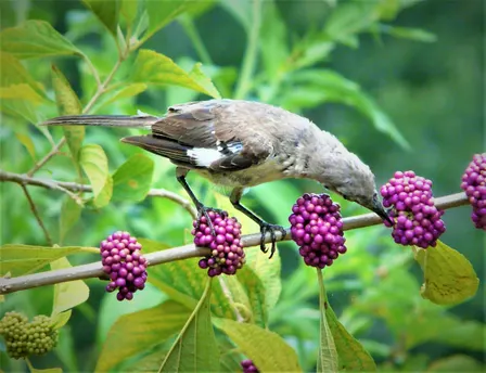 Florida-Friendly Landscaping™: Planting for Suncoast Songbirds