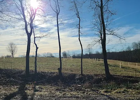 Hidden Creek Pasture: Silvopasture for Cattle