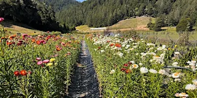 Forever Bloom Farm - Farm Tour – Pescadero, CA