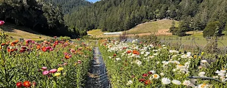 Forever Bloom Farm - Farm Tour – Pescadero, CA