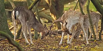 Wildwandeling met gids