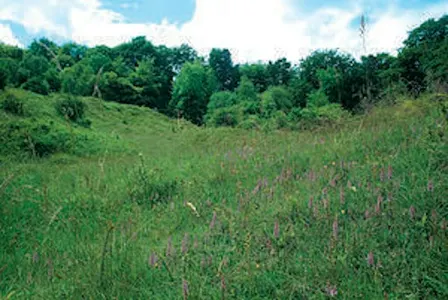 Autumn Guided Walk: fungi and late Summer flowers - Aston Clinton Ragpits, Sunday 27 September
