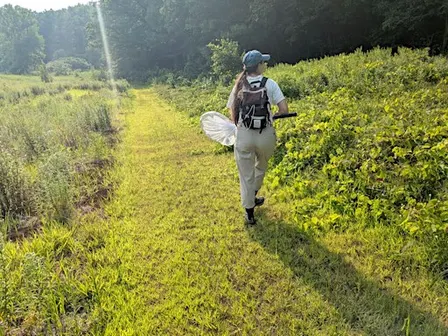 Insect Pollinator Walks at Rock Point