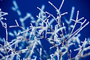 Cold Weather Plant Preparedness
