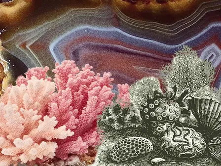 Atelier - Botanisch tekenen: natuurstenen en fossielen met Marylène Madou