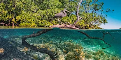 Forecasting ecological dynamics