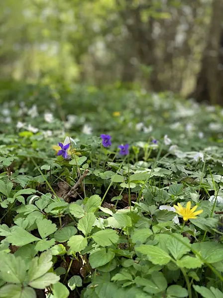 Forest Bathing - Nature Connection for Wellbeing