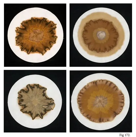 Chromatograms - cameraless photography looking at organic constructs