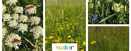 Erme Meadow Makers - Free Landowner Advisory Drop-ins