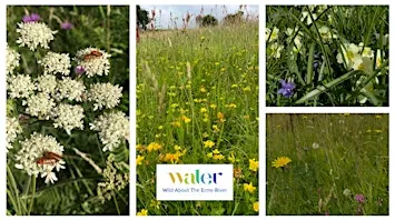 Erme Meadow Makers - Free Landowner Advisory Drop-ins