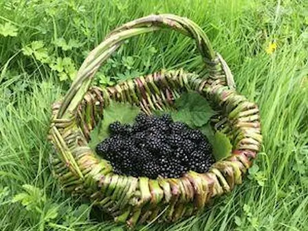 Forage and Weave a Bramble Basket - Sutton Courtenay, Thursday 1 October