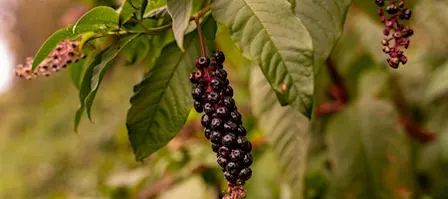 Pokeweed: Food, Medicine, Poison, Dye!
