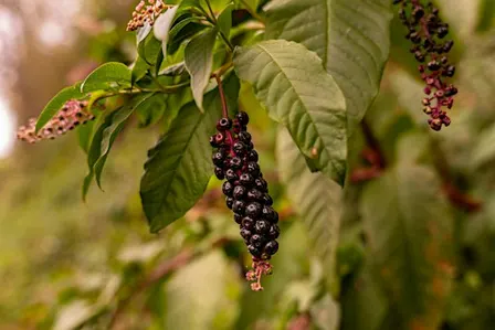 Pokeweed: Food, Medicine, Poison, Dye!