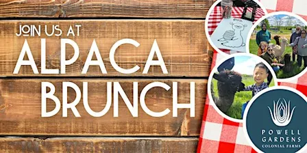 Alpaca Brunch
