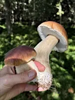 Foraging Course, Sheffield