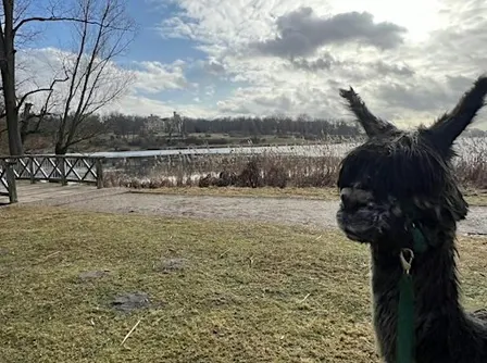 Potsdam Alpaca Hike: Historic Parks, Palaces and Lakeside Brewery
