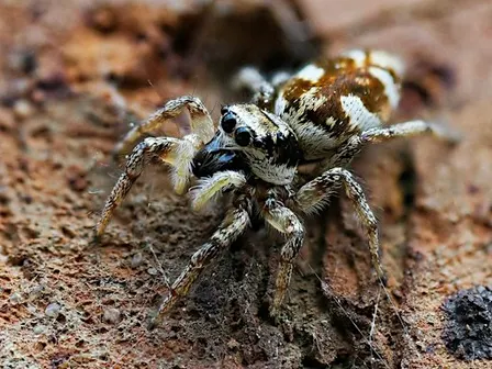 Wild Workshop: Spider Session