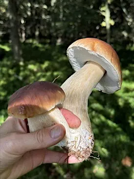 Foraging Course, Huddersfield