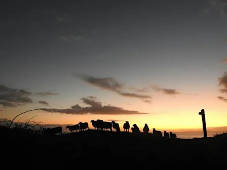 Looe Island | Historic Tales, Smugglers and Ghosts