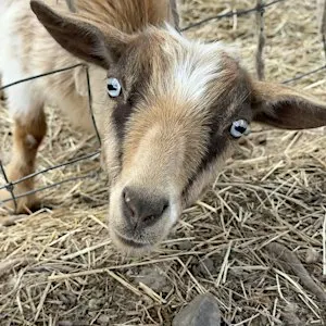 Happy Hooves Goat Yoga