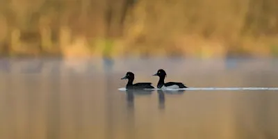 Short & Slow Birding Stroll - Nature Discovery Centre, Wednesday 9 December