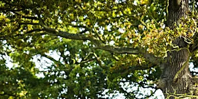 Discover the Magic of Autumn at Martlesham Wilds (E2P2816)