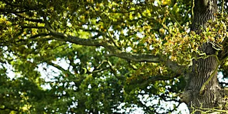 Discover the Magic of Autumn at Martlesham Wilds (E2P2816)
