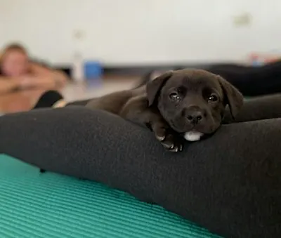 Rescue Puppy Yoga - Bellevue Family YMCA