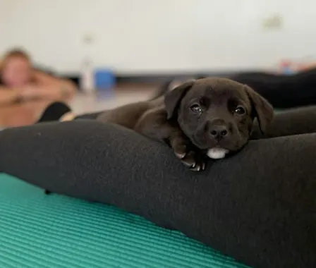 Rescue Puppy Yoga - Bellevue Family YMCA