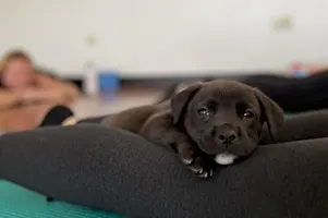 Rescue Puppy Yoga - Bellevue Family YMCA