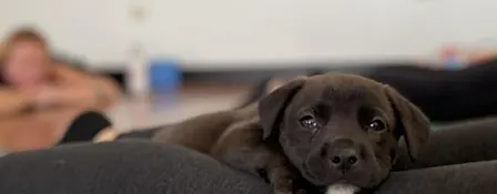 Rescue Puppy Yoga - Bellevue Family YMCA