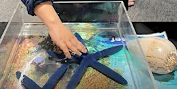 NaturallyGC Kids - Sea Creatures