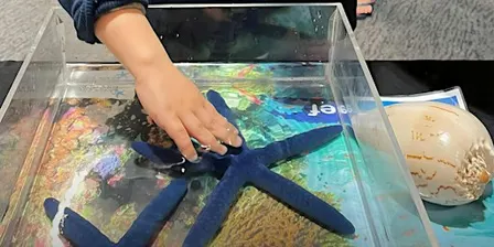 NaturallyGC Kids - Sea Creatures