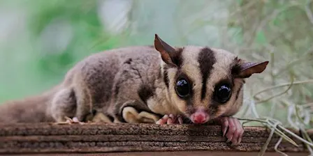 NaturallyGC Kids - Wildlife Encounters