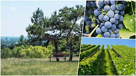 Hike & Learn: Southern Vineyards