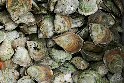 Restoration Forth Oyster Monitoring