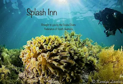 Splash Inn 010 - Underwater Cinematographer Dean Spraakman & Peter Lesty