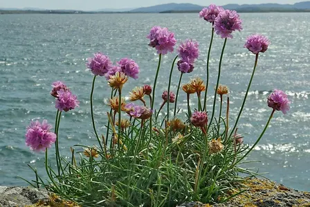 Resting in True Nature:  Attuning to the heart’s whispers