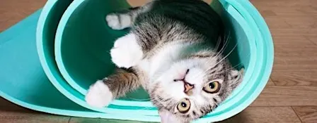 Kitten Yoga